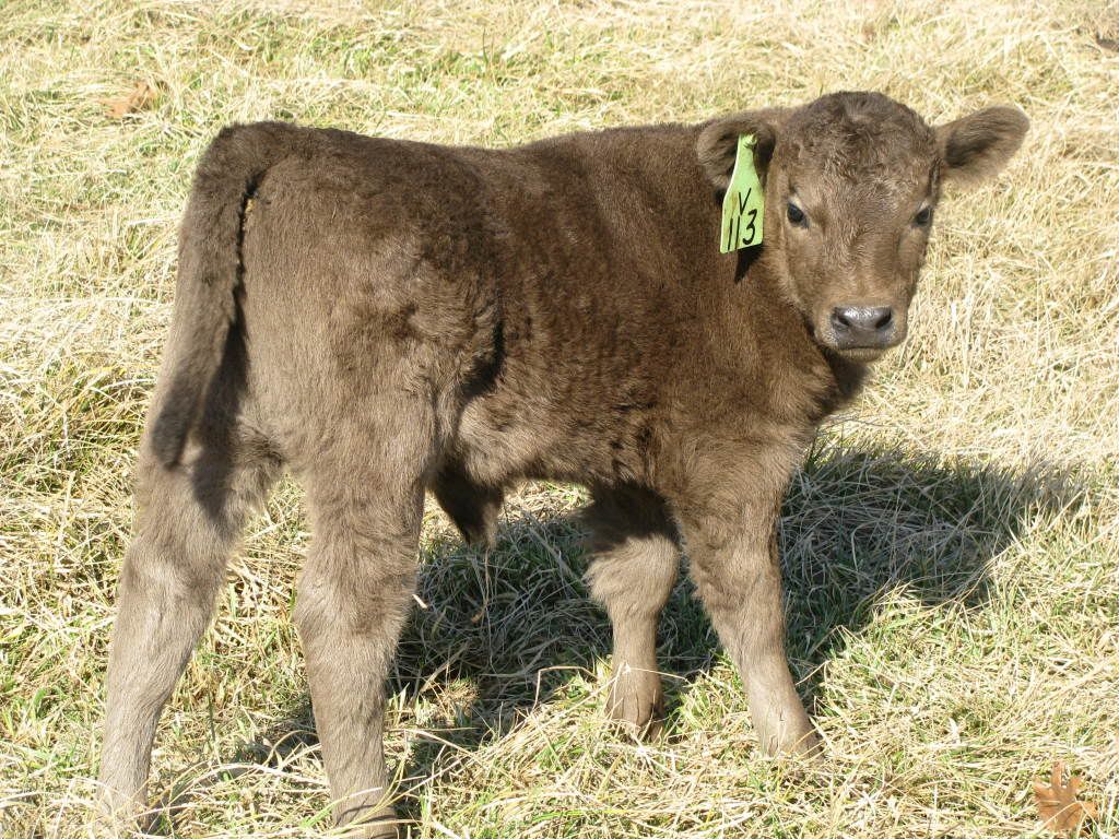Murray Grey Cattle..... - Cattle