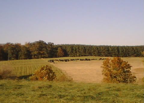 A previous request for a photo - Cattle