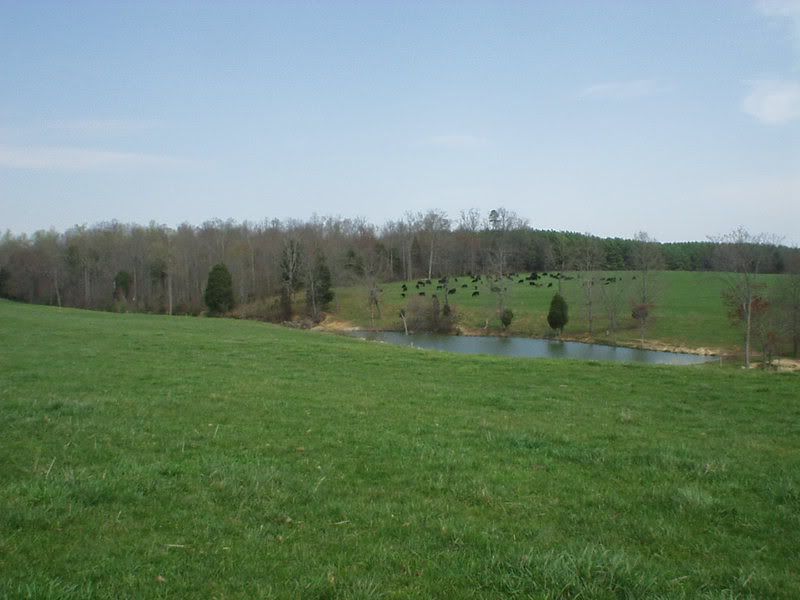 intensive rotational grazing - Cattle