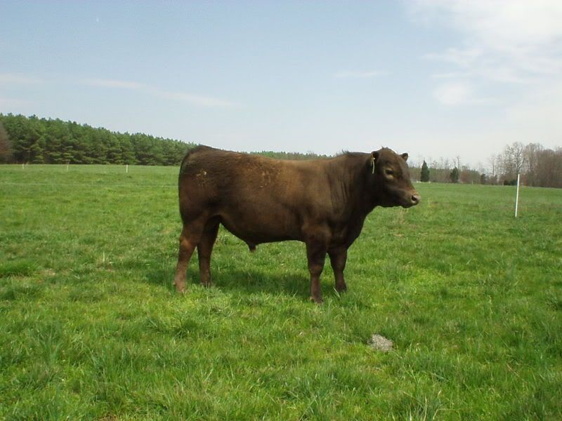 intensive rotational grazing - Cattle