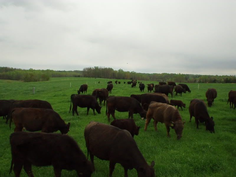 intensive rotational grazing - Cattle