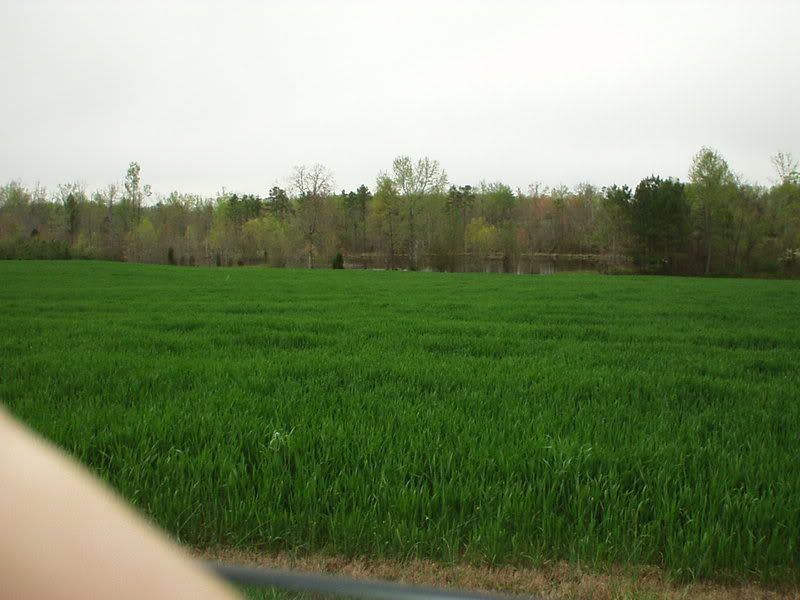 A Bold Statement by Greg Judy - Cattle