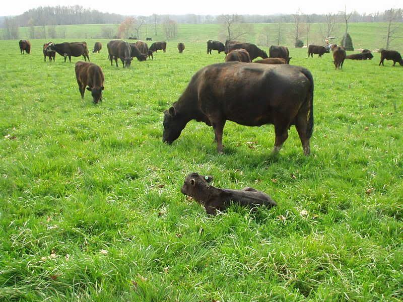 intensive rotational grazing - Cattle