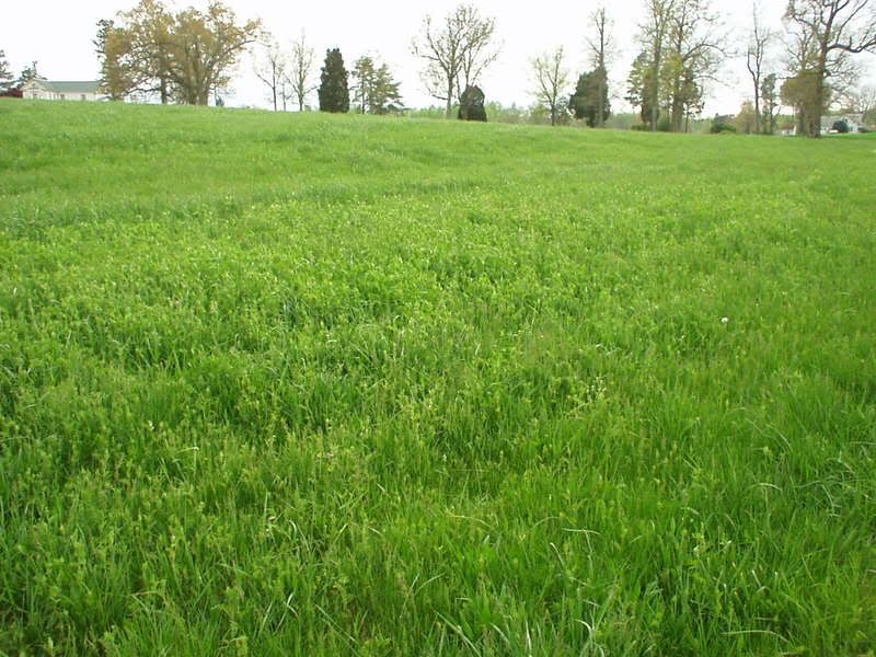 A Bold Statement by Greg Judy - Cattle