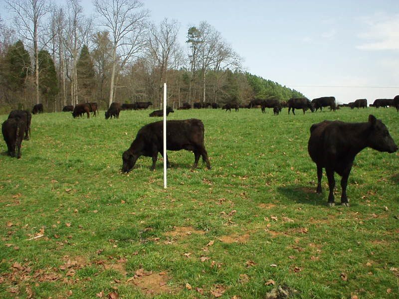 high tensile electric fencing - Cattle