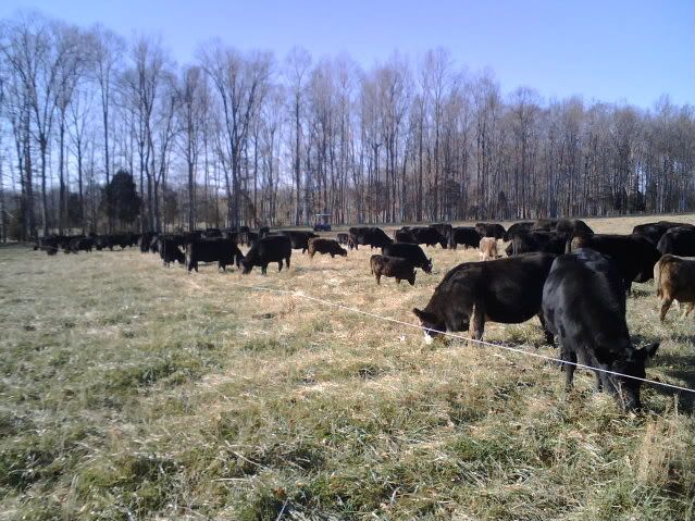 Interesting beef vaccinating theory - Cattle