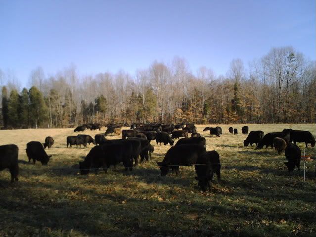 Where do I start?? - Cattle