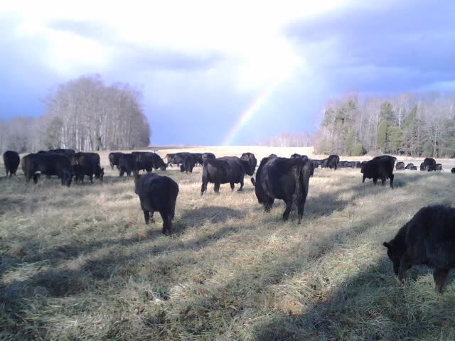 Pic after freak storm - Cattle