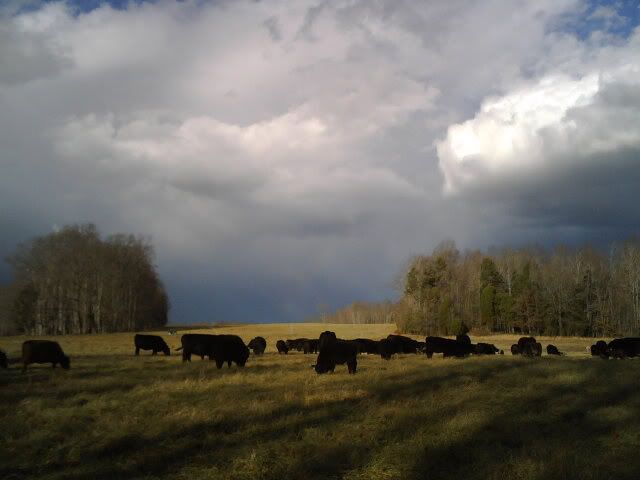 Pic after freak storm - Cattle