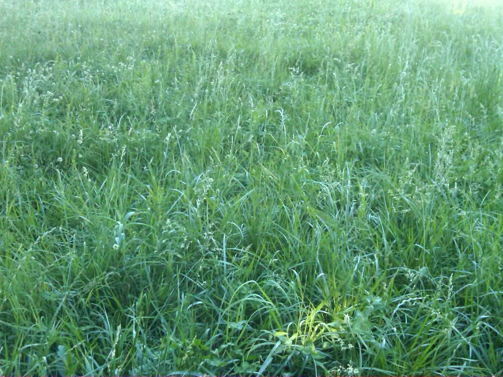 any ideas for converting to rotational grazing? - Cattle