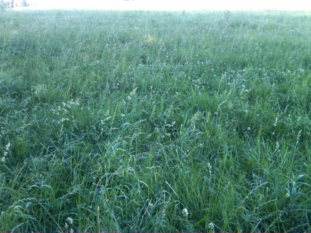 any ideas for converting to rotational grazing? - Cattle