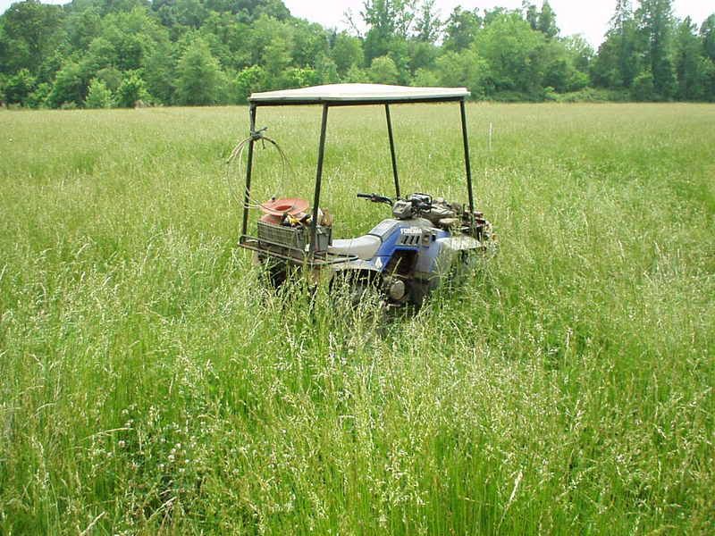 What type of grass is this? - Homesteading Questions