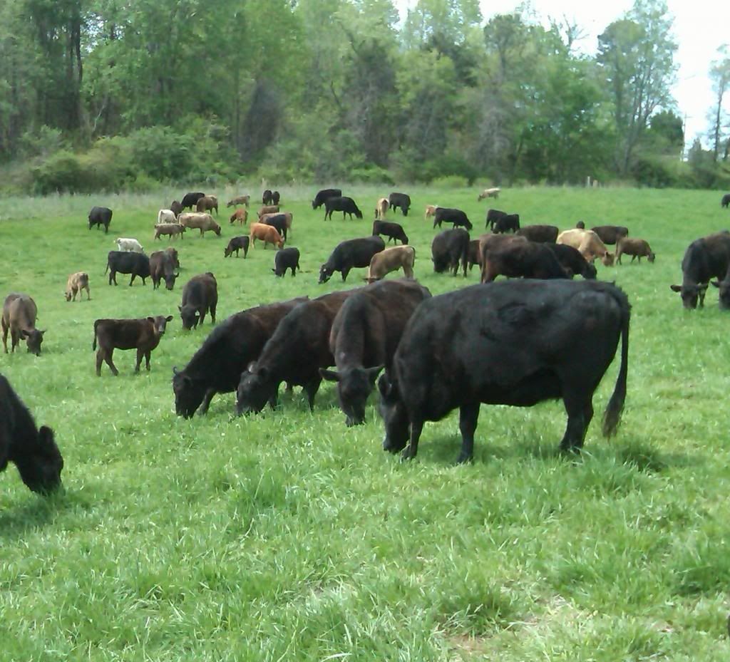 most effective dewormer in cattle for spring - Cattle