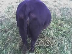 cow puzzler - Cattle