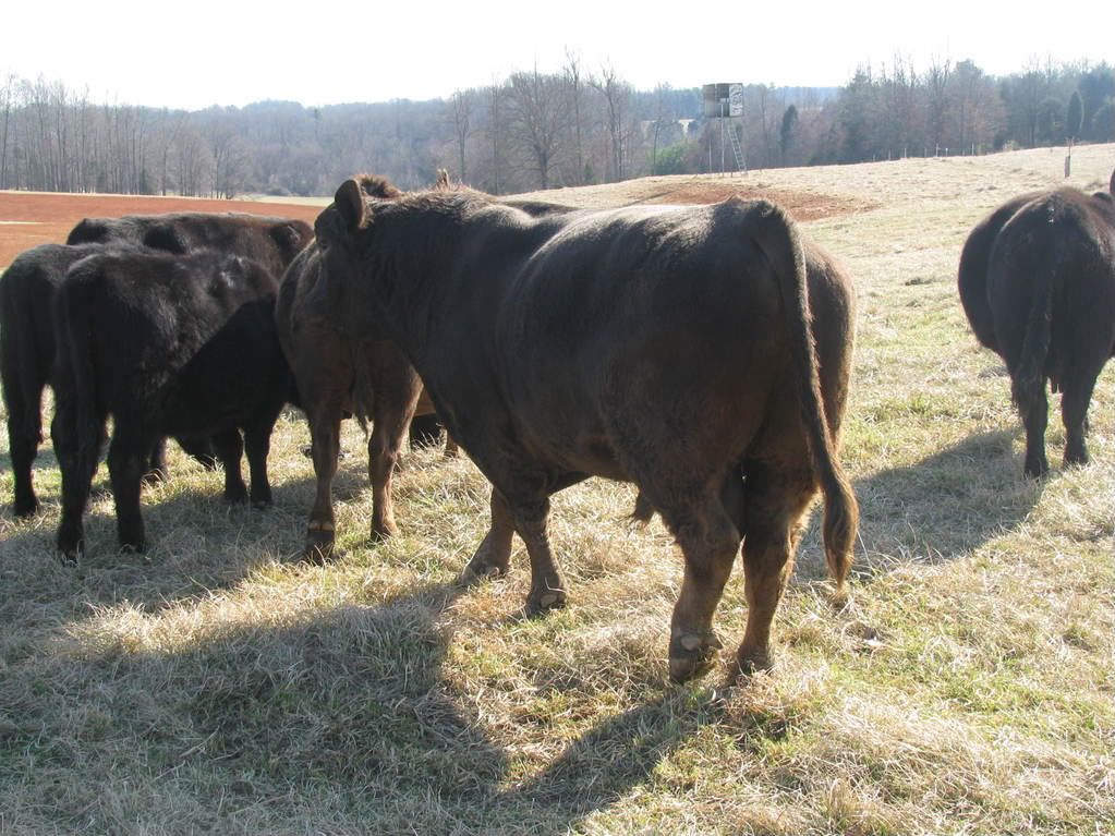 Murray Grey Cattle..... - Cattle