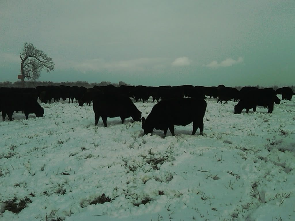 market update - Cattle