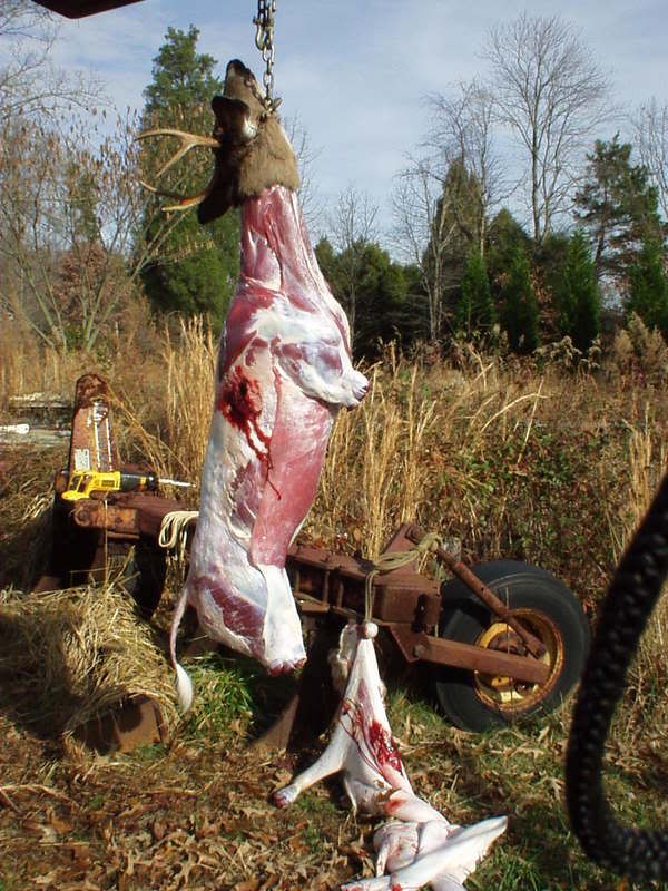 How long to process a deer? - Homesteading Questions