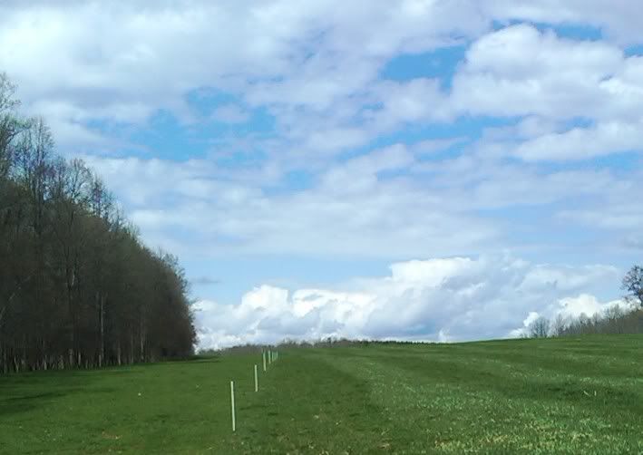 planting tree seedlings in my pasture~ any advice? - Homesteading Questions