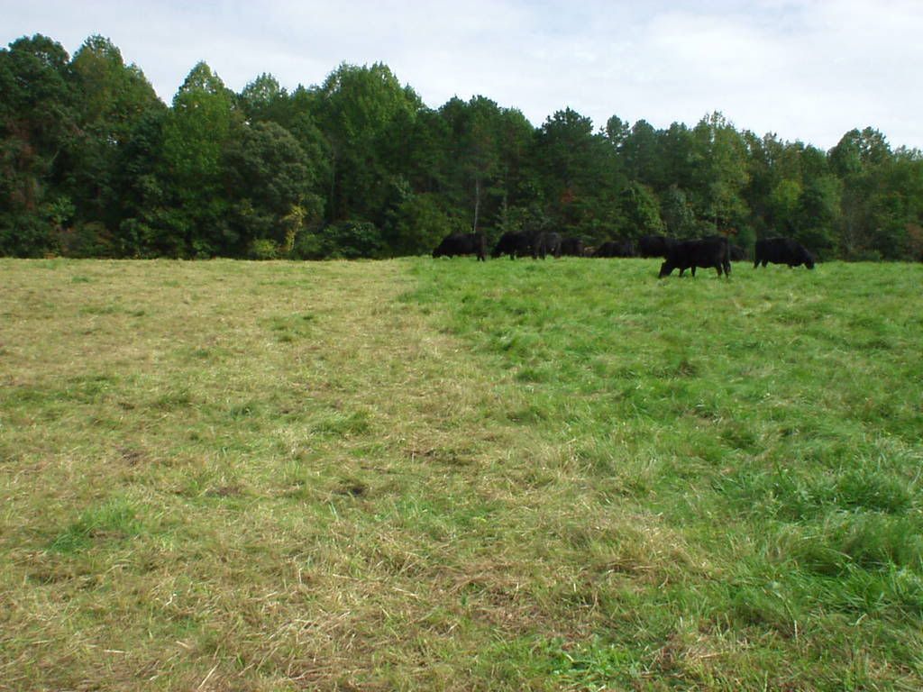 MiG into the winter? - Cattle