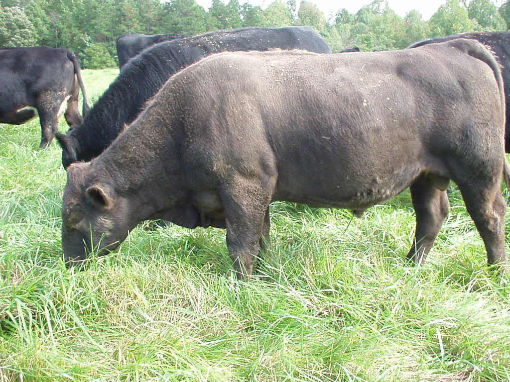 Weight from grass - Cattle