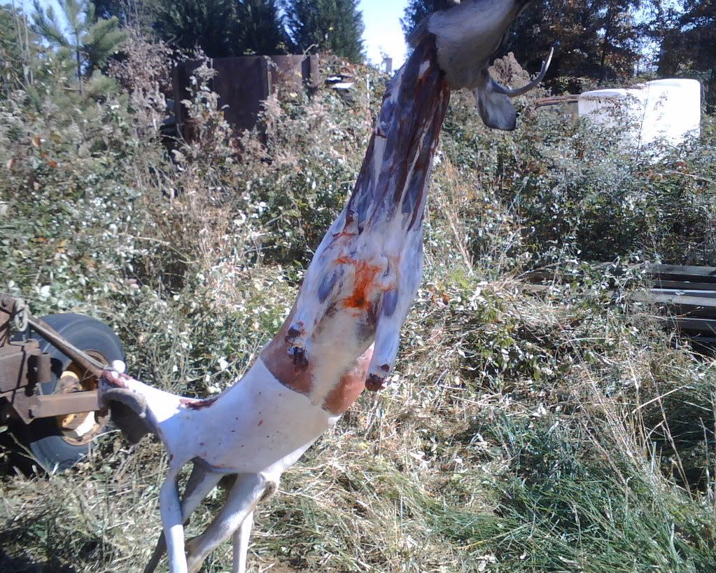 Deer Precessing Tips and Recipes - The Great Outdoors