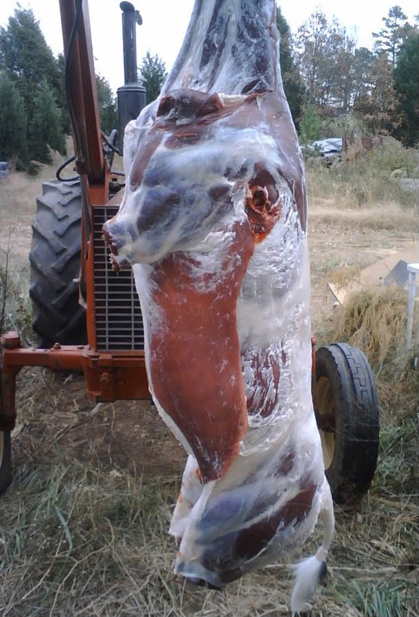 Fat doe - The Great Outdoors