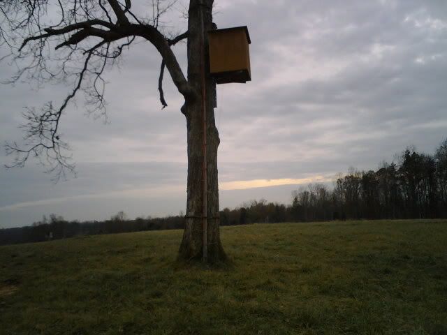 Where do I start?? - Cattle