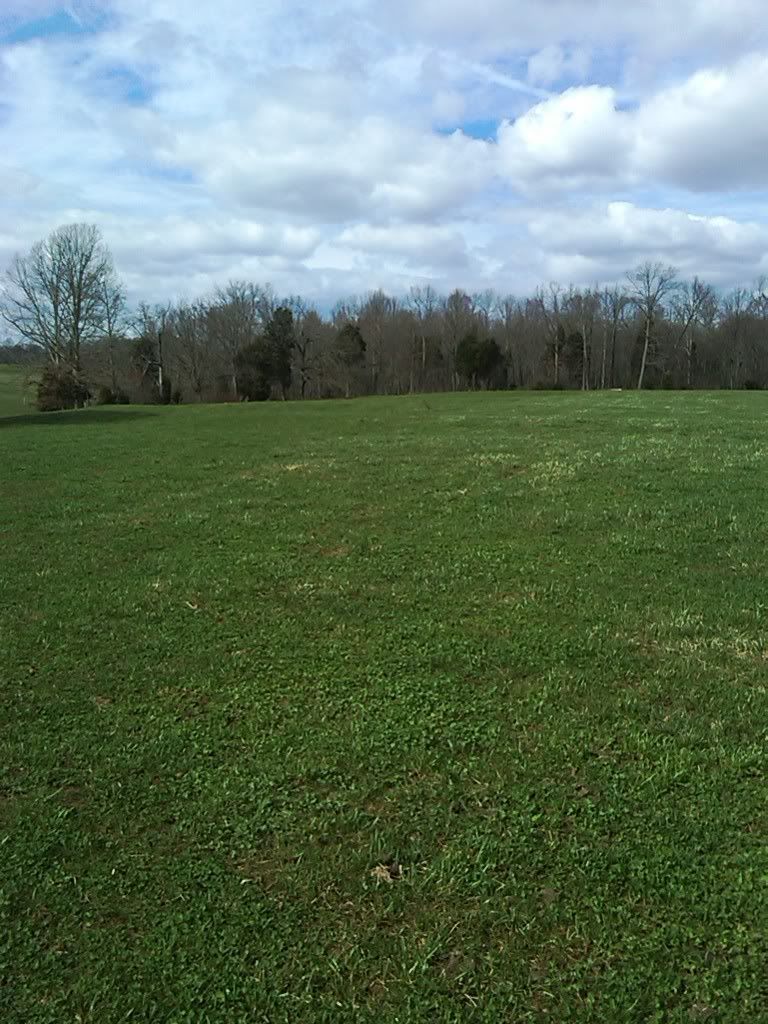 Fattening the calf - Cattle