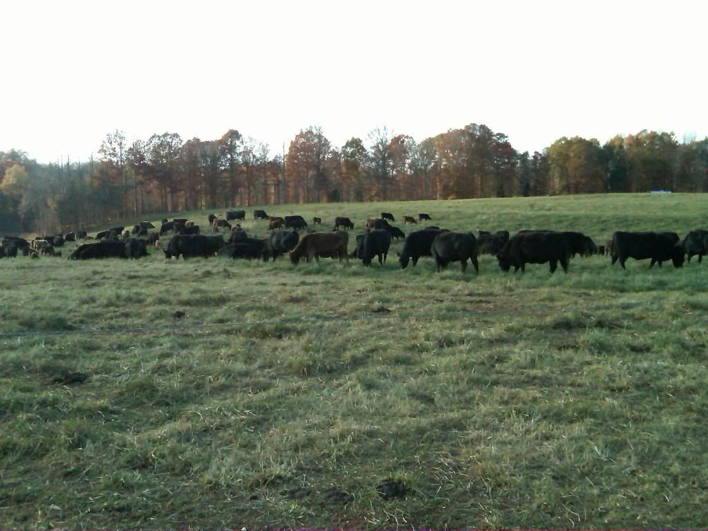any ideas for converting to rotational grazing? - Cattle