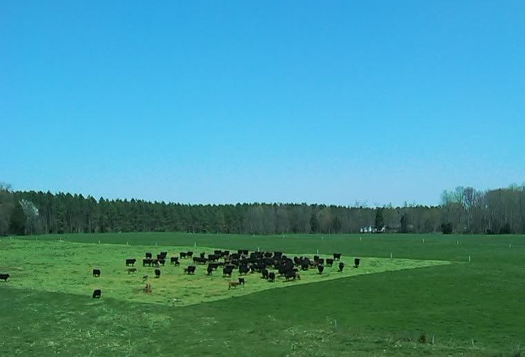 Calf not growing right.....or is this normal for his breeding? - Cattle