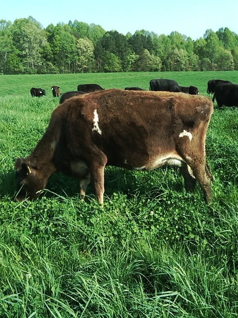 Jersey Bull Condition - Cattle