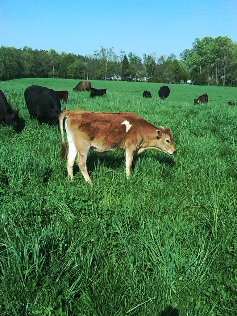 Can anyone post pics of yearling Jersey heifer? - Cattle