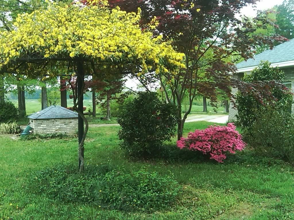 7thswan, you asked what to do with sat antenna - Homesteading Questions