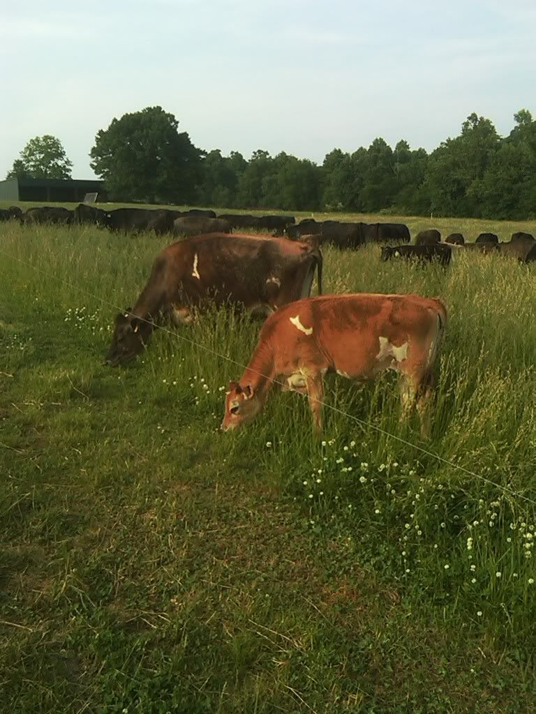 market value of potential milk cow - Cattle