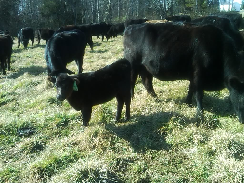 any ideas for converting to rotational grazing? - Cattle
