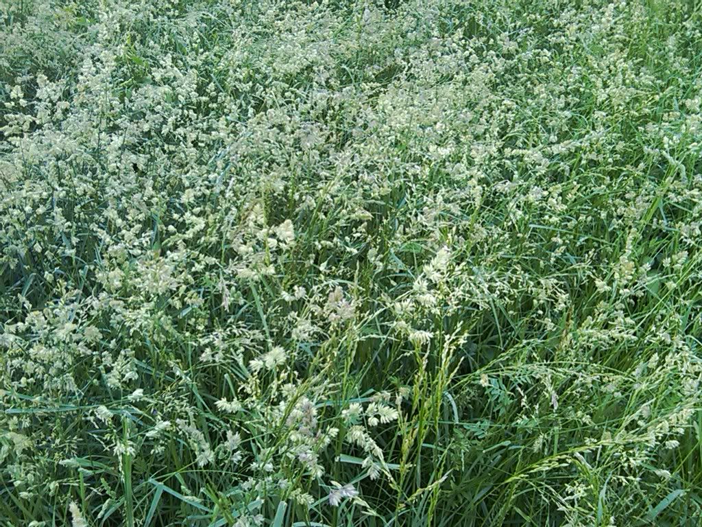 any ideas for converting to rotational grazing? - Cattle