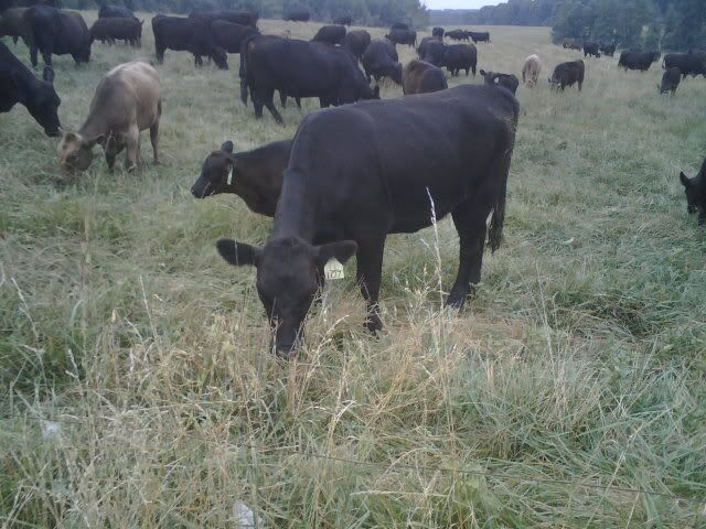 Calf Shedding - Cattle
