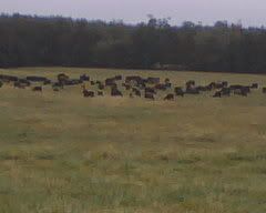 any ideas for converting to rotational grazing? - Cattle