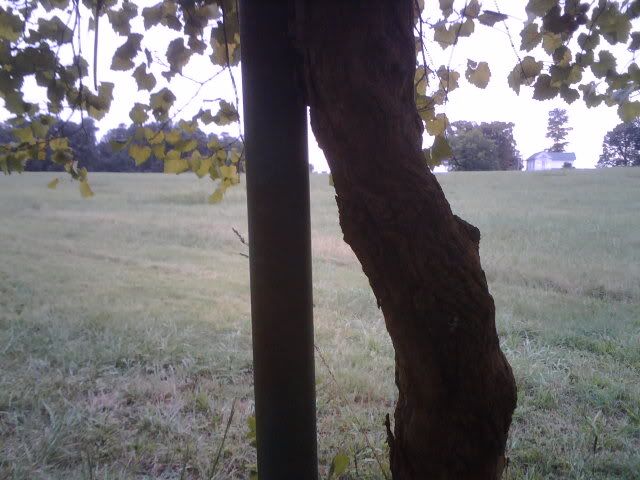 Abundant yield - Homesteading Questions