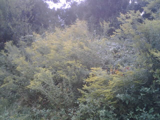 Pictures around your Homestead - Homesteading Questions