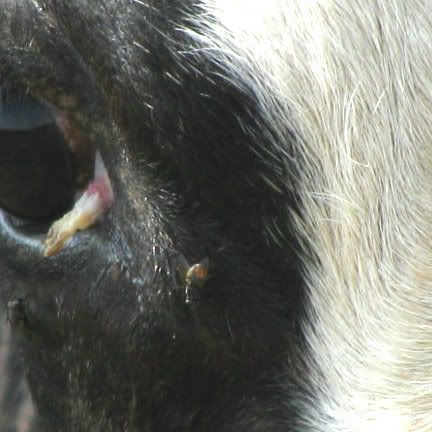 cow with eye issue/problem - Cattle