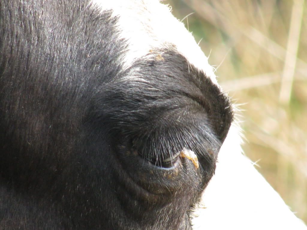 cow with eye issue/problem - Cattle