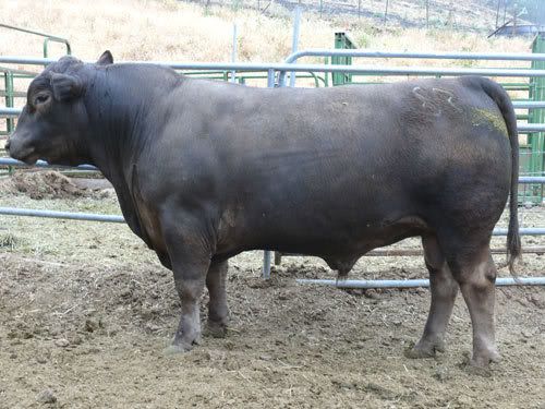 Need comments - Cattle