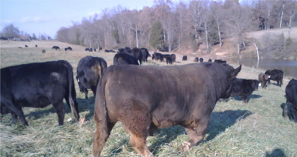 Timeframe for adjusting to relocation - Cattle