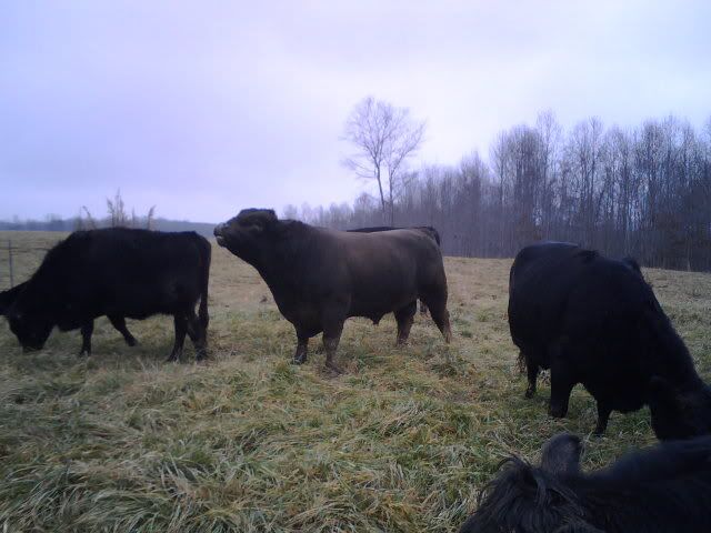 forget the meal, I'm over here! - Cattle