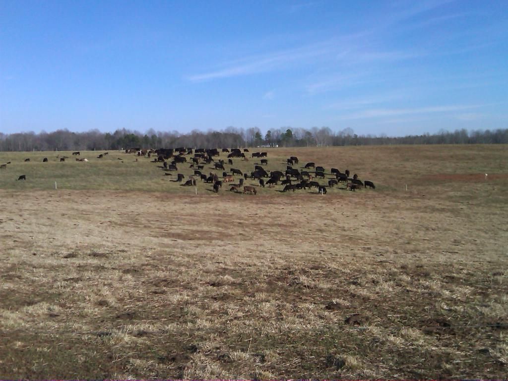 Bull to cow ratio??? - Cattle