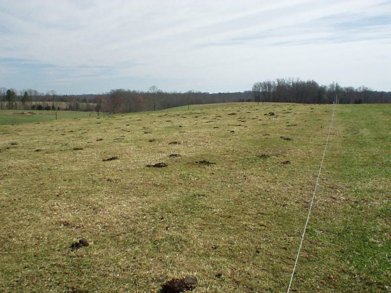 intensive rotational grazing - Cattle