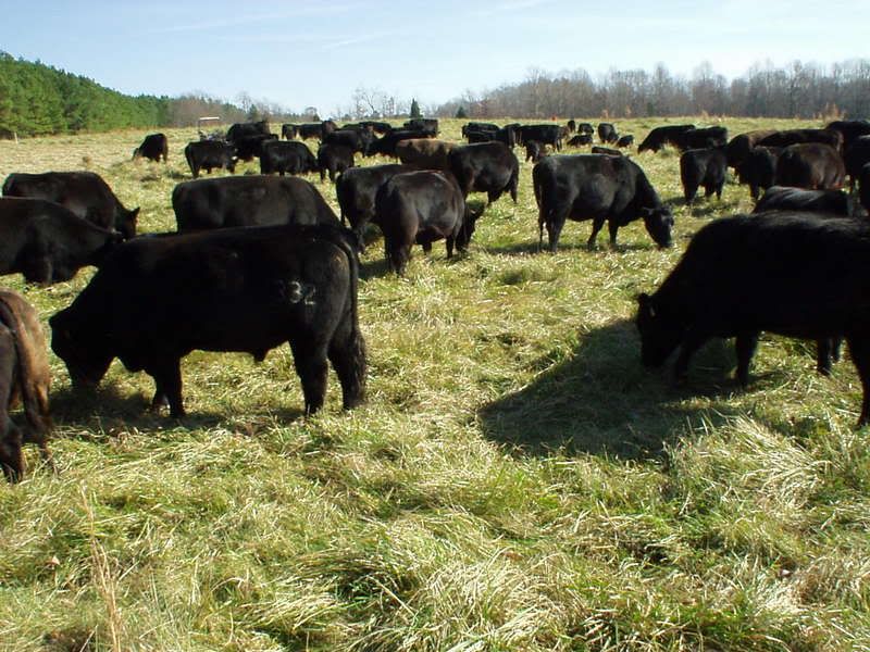 this is a newbie ? maybe a couple of ?s - Cattle