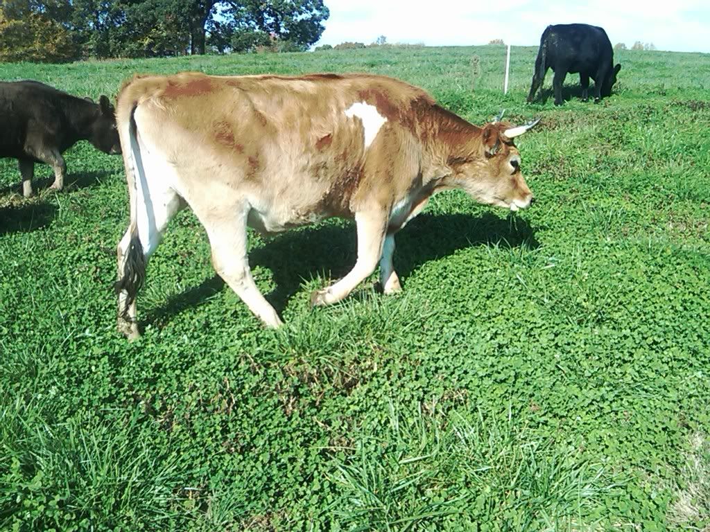 42 cents a pound rant - Cattle