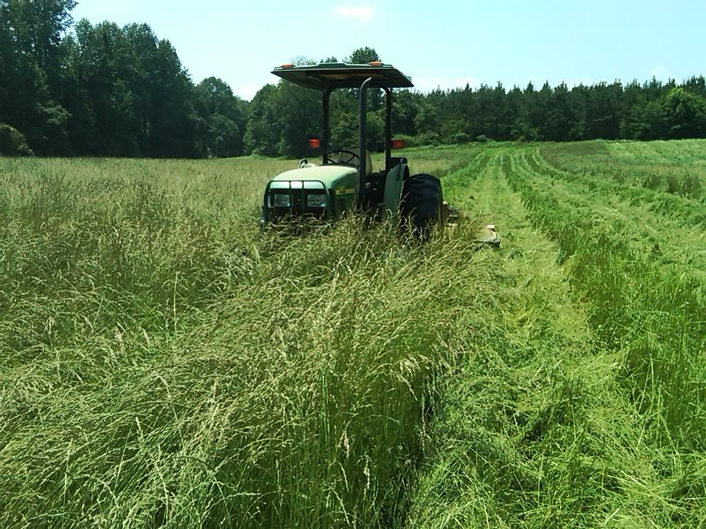 Ca$h into Pasture - Cattle